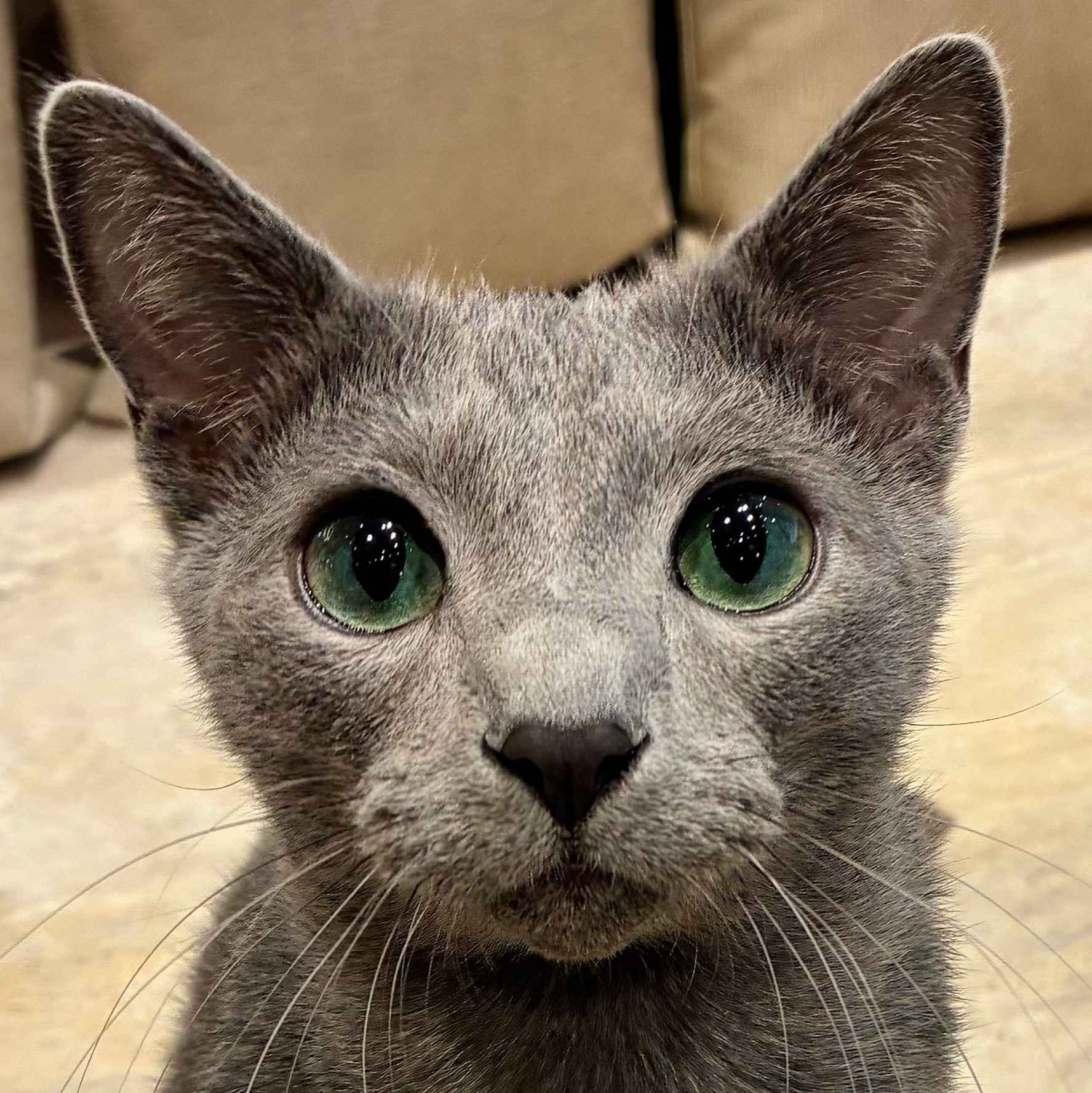 ラピ